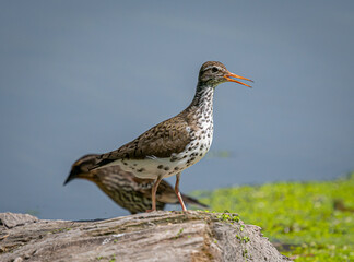 Spotted Sandpiper