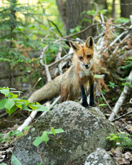 Red Fox Photo. Fox Image.  Standing on moss rock in its environment and habitat with a blur forest background. Picture. Portrait.