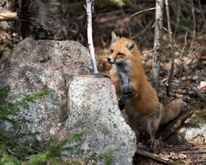 Red Fox Photo Stock. Fox Image. Close-up stepping on a moss rock in the springtime displaying fox tail, fur, in its environment and habitat with a blur background.