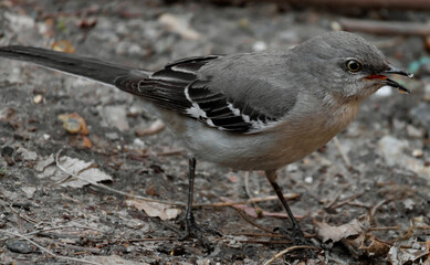 close up of an adult northern mockingbird on the ground with crumbs on his beek from eating
