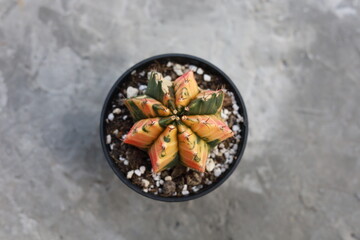 top view of cactus in pot 