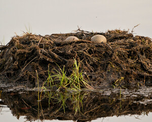 Loon Eggs Photo Stock. Loon eggs and nest building with marsh grasses and mud on the side of the lake in their environment and habitat in a magical time. Image. Picture. Portrait.