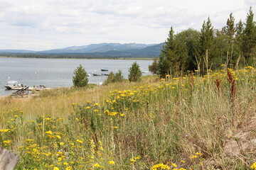 Lake, Mountains and wild flowers, Wyoming