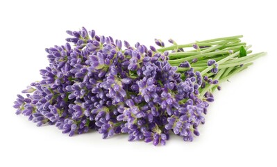 Bunch of lavender flowers isolated on white background