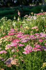 Giardino con in primo piano piante di achillea di varie sfumature di rosa