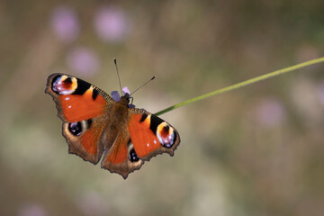 Fototapeta na wymiar Vanessa (Inachis io) butterfly on flower