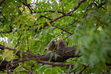 A pair of jungle babbler birds