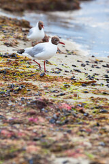 Seaside Natural Feeding Place / Two seagulls at natural beach shore with seaweed and mussels after storm (copy space) - 512394727