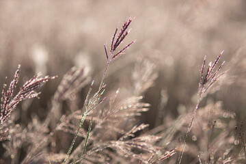 shrubs in backlight with dew in the morning