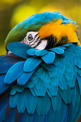 detail of a parrot with its beak hidden among the feathers