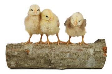 Three fluffy chickens on a white background.