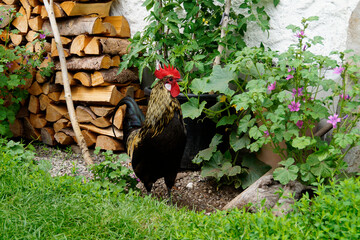 a rustic scenery with a proud black rooster standing beside a firewood pile in the summer farmhouse...