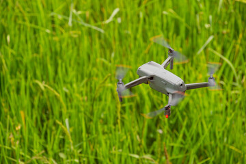drone flying over green rice field background