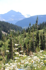 Mountains in the wild, Montana