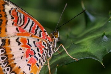 Obraz premium Borstenfalter