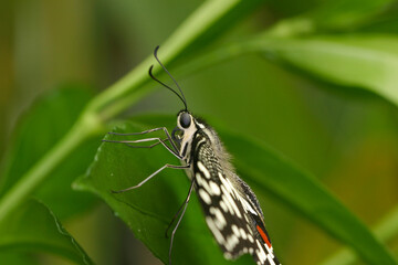 Limetten Schwalbenschwanz