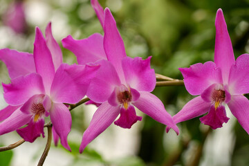 Obraz premium Orchide