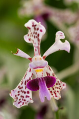 Orchide