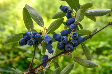 Fresh ripe blue honeysuckle berries on the branch.