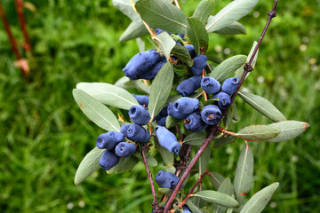 Fresh ripe blue honeysuckle berries on the branch.