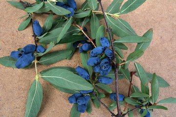 Fresh ripe blue honeysuckle berries on the branch on old wooden table on a sunny day.