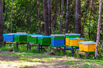 Colorful bee hives in the apiary n in a clearing in the forest