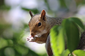 squirrel eating a nut behind a plant