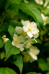 White flowers of a flowering Philadelphus coronarius bush (sweet mock orange, English dogwood)