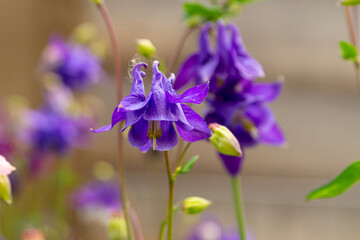 Aquilegia (granny's bonnet, columbine) in the summer garden. Violet flowers