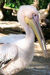Portrait of Great White Pelican, close up.