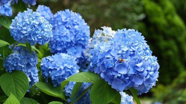 Blue hydrangea