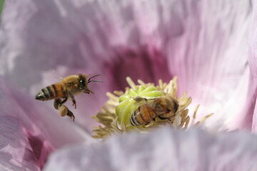 flying bee 