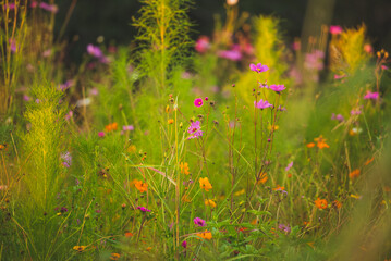 Obraz premium Wildflowers at sunset