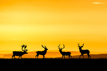 Fototapeta na wymiar Silhouette deer in the meadow with beautiful natural light. for use as a background