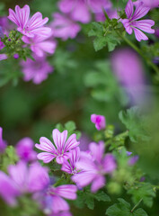 Fiori di malva di cui uno a fuoco e fiori davanti e dietro sfocati © profumodarancia