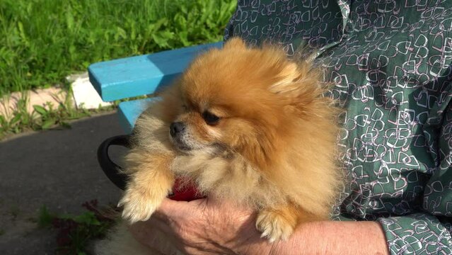 Little spitz in the hands of the hostess