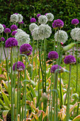 White and purple allium flowers in garden. Allium Flowers (Allium Giganteum) in spring garden, Growing bulbs in the garden.
