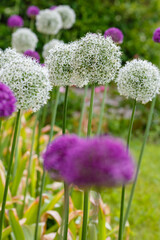Obraz premium White and purple allium flowers in garden. Giant Onion (Allium Giganteum) blooming. Field of Allium _ ornamental onion.