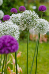 Obraz premium White and purple allium flowers in garden
