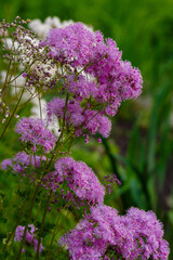 Vasilisnik water-collecting ( lat. Thalictrum aquilegiifolium )