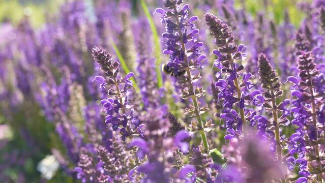 Close-up shot with a blurry background of a bee collecting nectar from lavender flowers on a sunny day.