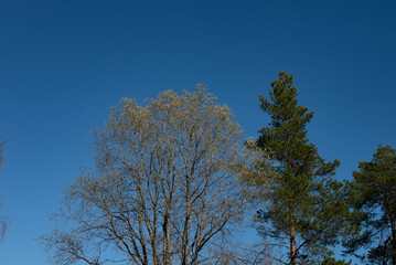 Obraz premium trees and sky