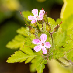 Very small delicate pink geranium flowers.