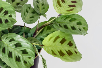 Green maranta leuconeura kerchoveana plant in pot with white background	
 - obrazy, fototapety, plakaty