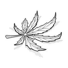 A leaf of marijuana lies. Hand drawn vector sketch in doodle style. Isolated on white background.