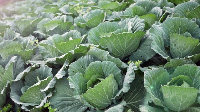 close-up of fresh cabbage in the vegetable garden