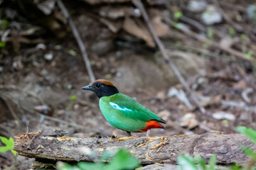 Fototapeta premium Hooded pitta (Pitta sordida) in natural habitat.