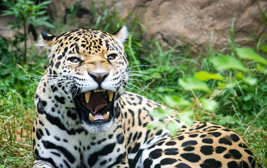 Jaguar at a zoo in Alabama.