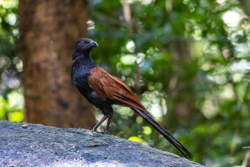 Greater coucal or crow pheasant (Centropus sinensis), is a large non-parasitic member of the cuckoo order of birds, the Cuculiformes. Widespread resident in Indian Subcontinent and Southeast asia