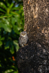 Spotted owlet
